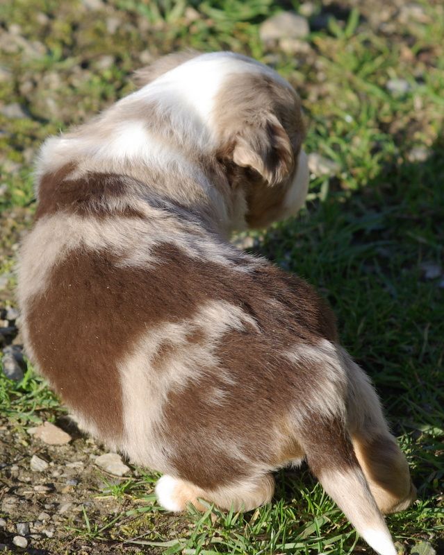 Valérie Zanasi - Chiots disponibles - Berger Américain Miniature 