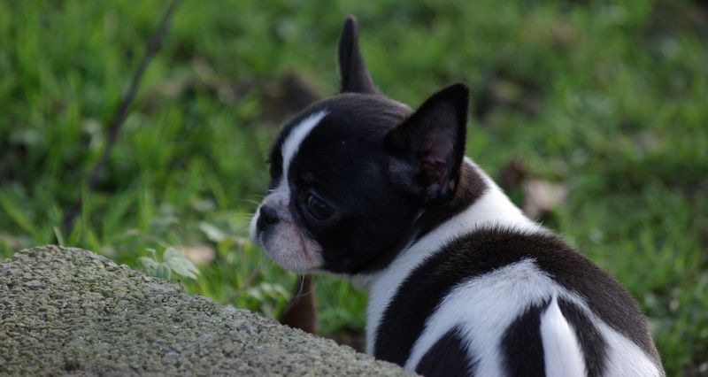 Chiot Chihuahua Valérie Zanasi