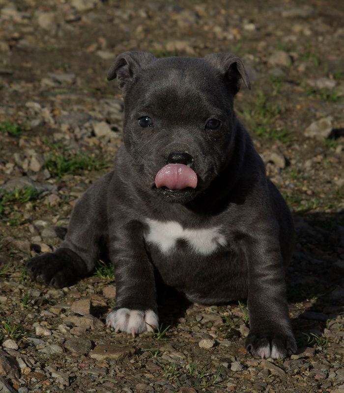 Valérie Zanasi - Chiots disponibles - Staffordshire Bull Terrier
