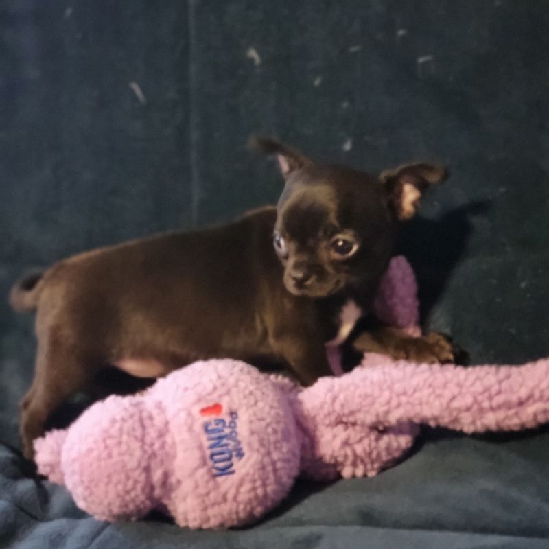 Valérie Zanasi - Chiots disponibles - Chihuahua