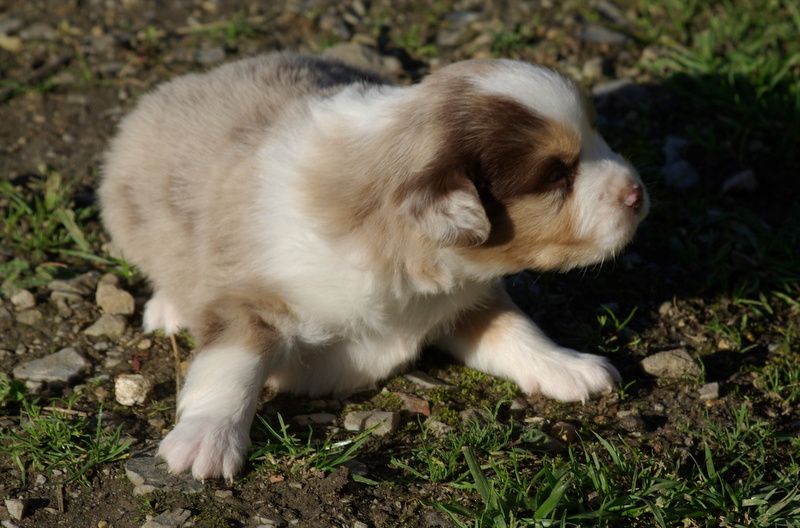 Valérie Zanasi - Chiots disponibles - Berger Américain Miniature 