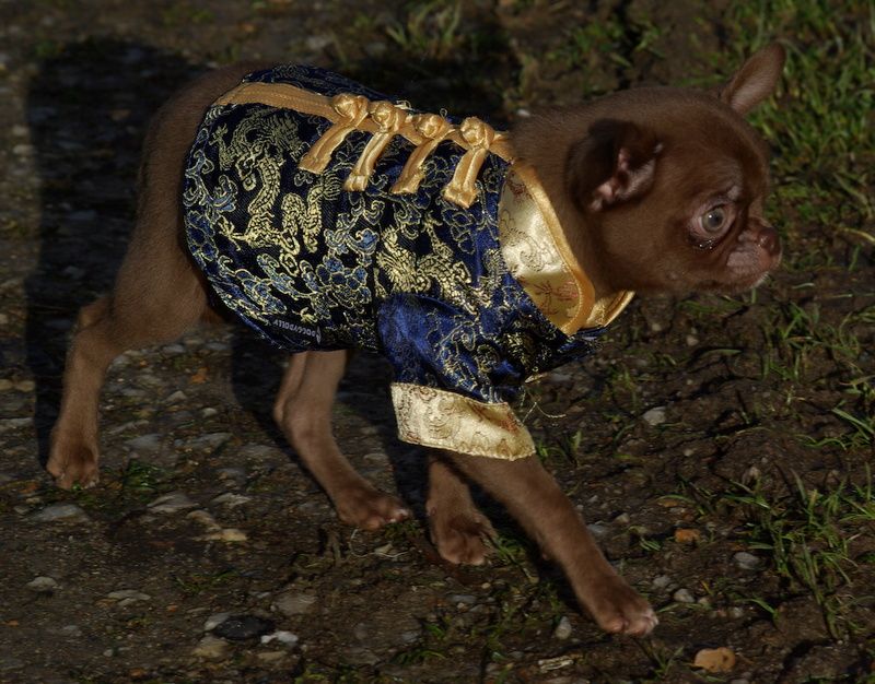 Valérie Zanasi - Chiots disponibles - Chihuahua