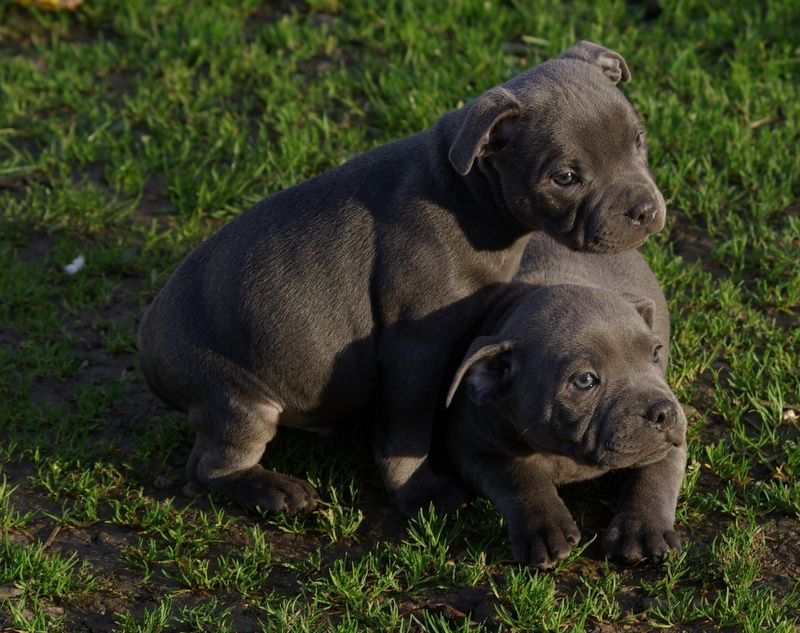 Chiot Staffordshire Bull Terrier Valérie Zanasi