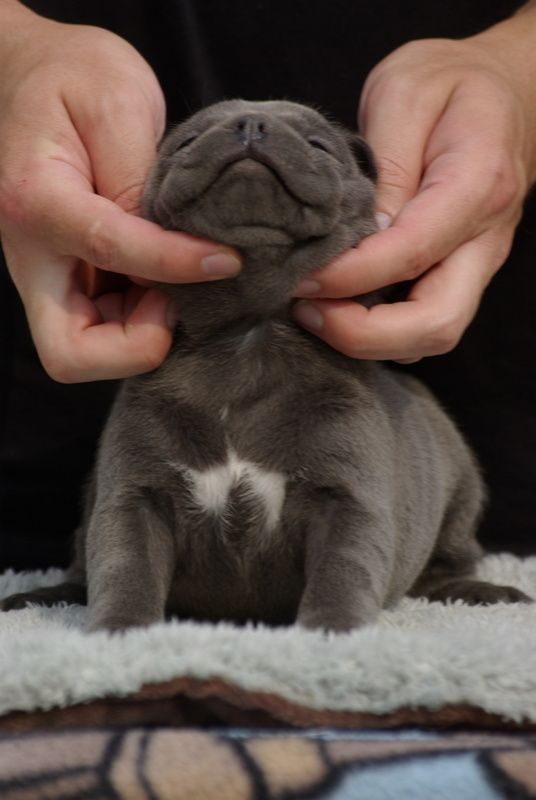Valérie Zanasi - Chiots disponibles - Staffordshire Bull Terrier