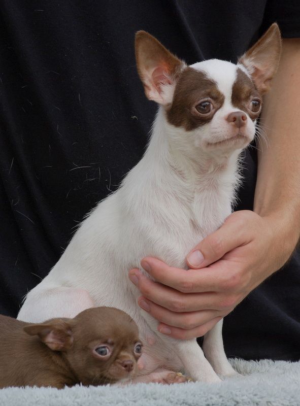 Chiot Chihuahua Valérie Zanasi