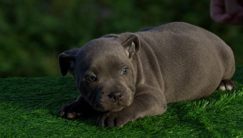 Valérie Zanasi - Chiots disponibles - Staffordshire Bull Terrier