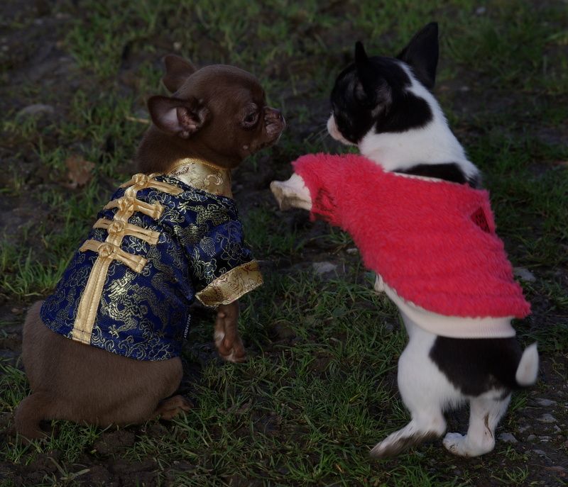 Valérie Zanasi - Chiots disponibles - Chihuahua