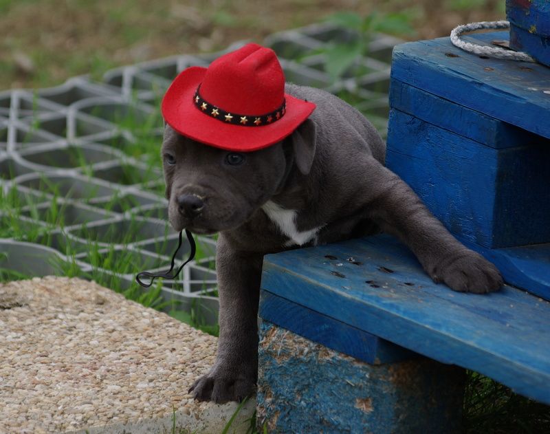 Valérie Zanasi - Chiots disponibles - Staffordshire Bull Terrier