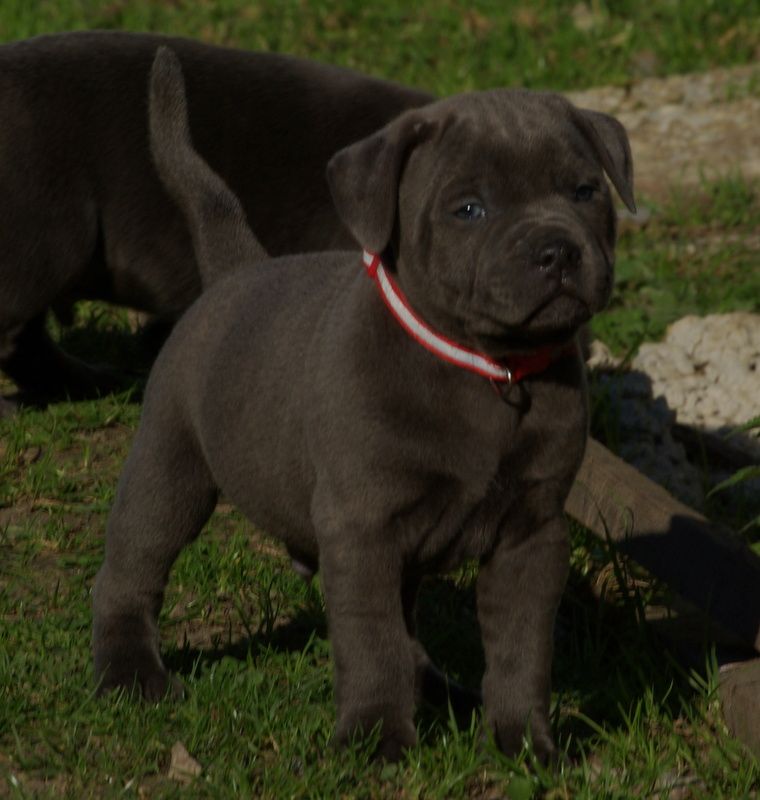 Valérie Zanasi - Chiots disponibles - Staffordshire Bull Terrier