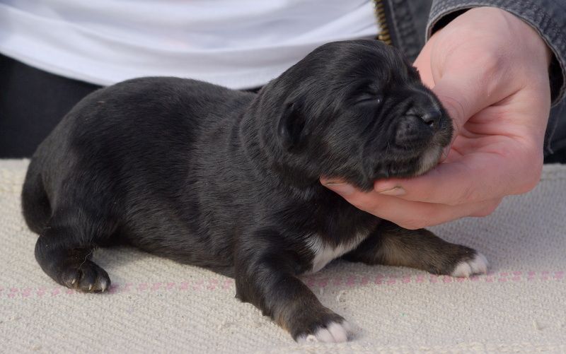 Valérie Zanasi - Chiots disponibles - Berger Américain Miniature 