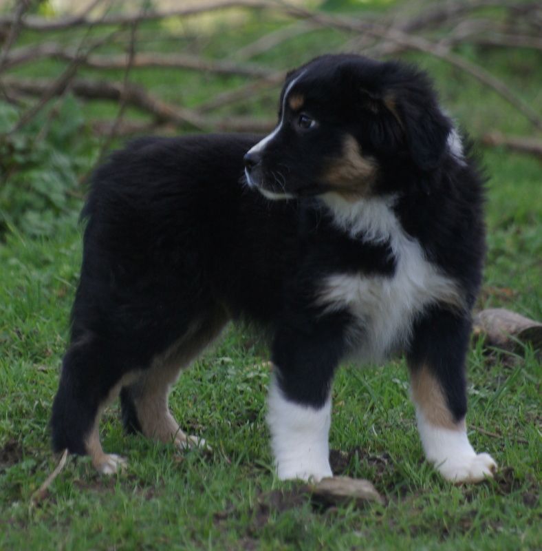 Valérie Zanasi - Chiots disponibles - Berger Américain Miniature 