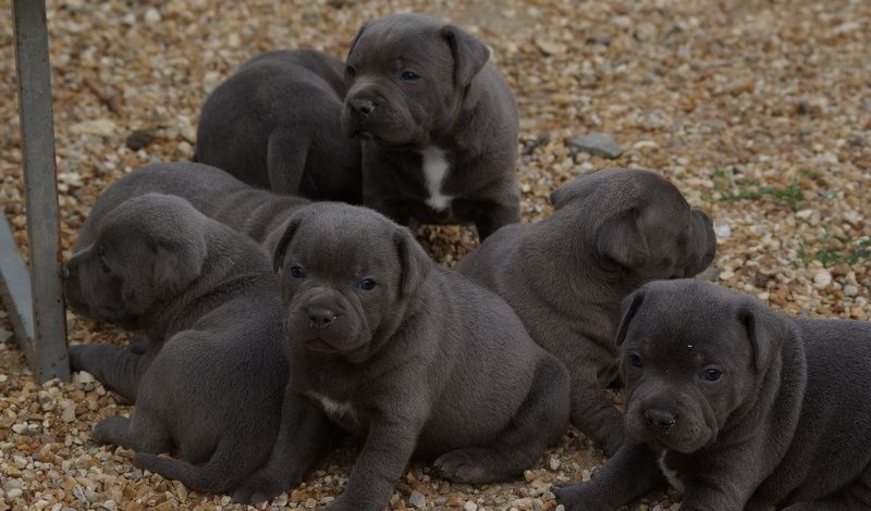 Chiot Staffordshire Bull Terrier Valérie Zanasi