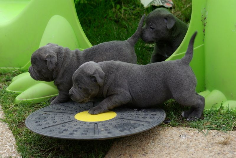 Chiot Staffordshire Bull Terrier Valérie Zanasi