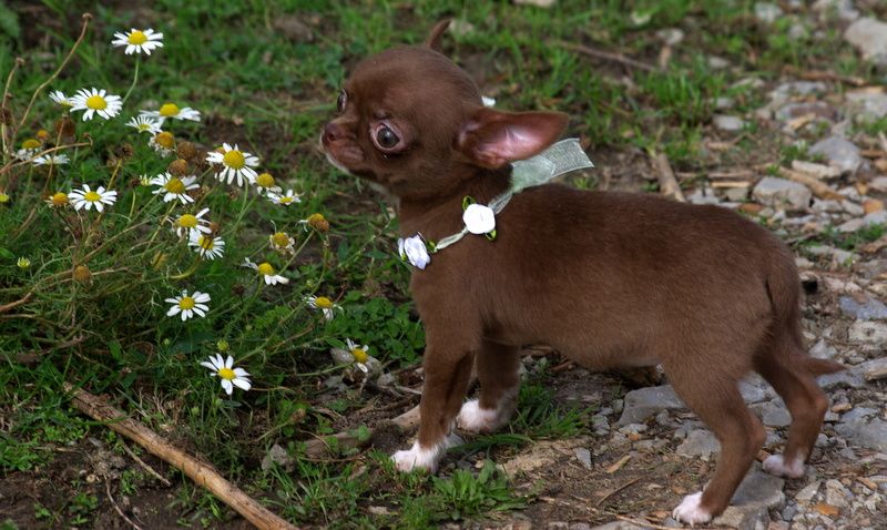 Valérie Zanasi - Chiots disponibles - Chihuahua