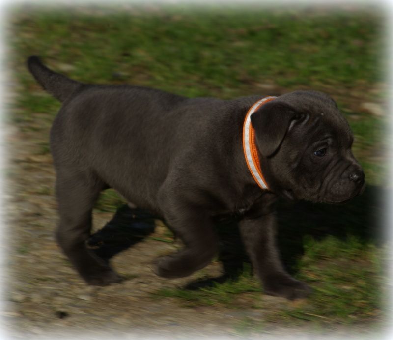 Valérie Zanasi - Chiots disponibles - Staffordshire Bull Terrier