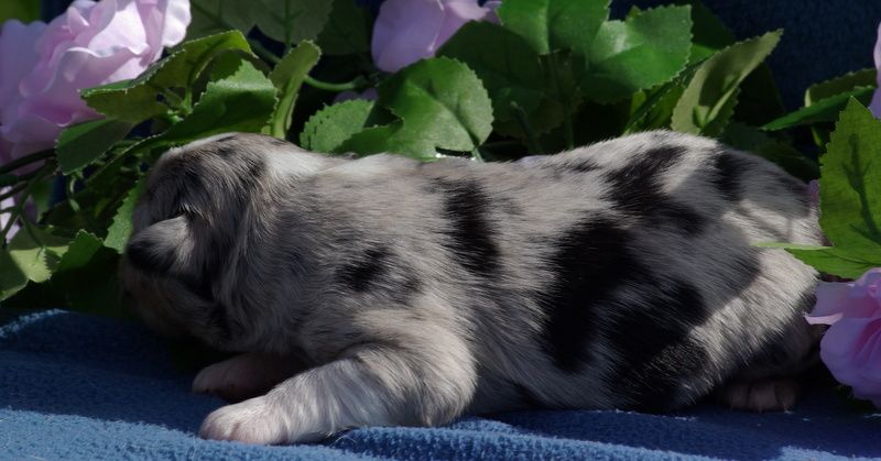 Valérie Zanasi - Chiots disponibles - Berger Américain Miniature 