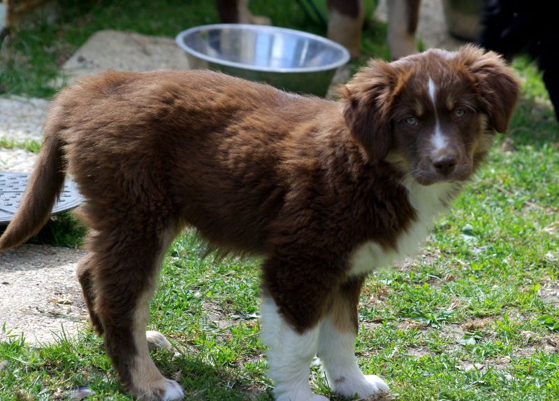 Valérie Zanasi - Chiots disponibles - Berger Américain Miniature 