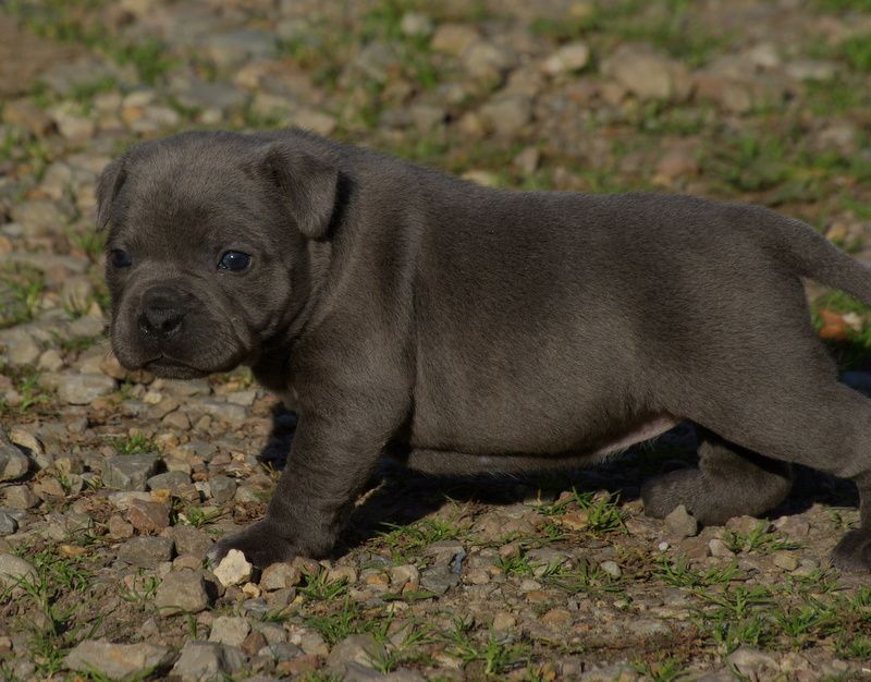 Valérie Zanasi - Chiots disponibles - Staffordshire Bull Terrier