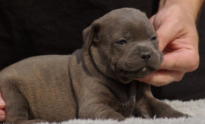 Valérie Zanasi - Chiots disponibles - Staffordshire Bull Terrier